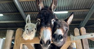 Isle of Wight, Things to do, Donkey Sanctuary Spring Fete, Three donkeys looking over gate down towards camera.