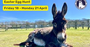 isle of Wight, Easter Weekend, IOW Donkey Sanctuary, Egg Hunt, Amber the donkey lying down