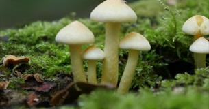 Isle of Wight, Things to do, Family Fungi Walk, Mottistone, Moss and Fungi image