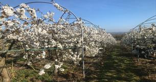 Image of fruit trees in blossom, Isle of Wight, Local Produce, Godshill Orchards, Godshill