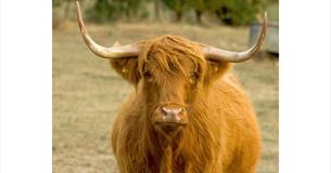 Isle of Wight, Things to do, Meet the Cows, Isle of Wight Rare Breeds CIC, Highland Cow