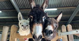 Donkeys at the Isle of Wight Donkey Sanctuary, attraction, Wroxall