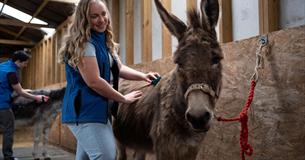 Summer activities at the Isle of Wight Donkey Sanctuary