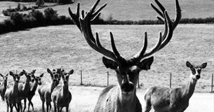 Image of Stag Deer with herd behind him, Isle of Wight Deer Farm, Local Produce, Newport, let's buy local