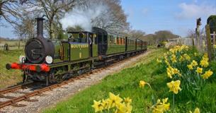 Steam train travelling past daffodils on the bank, Isle of Wight Steam Railway Easter event, family, what's on