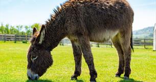 Donkey eating grass in a field at the Isle of Wight Donkey Sanctuary, October half term event, what's on, family fun, children's event, Isle of Wight