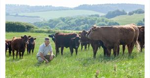 Man standing around cows in a field at Cheverton Farm, Isle of Wight Meat Co, local producers, local produce, let's buy local