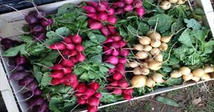 Image of freshly pulled radish of different colours, Living Larder, Local Produce, Ventnor, Isle of Wight