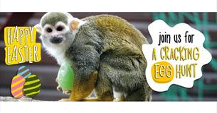 Monkey Haven Easter poster, What's On, Events, Isle of Wight