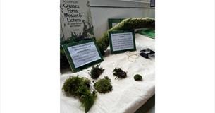 Isle of Wight, Things to do, Bryology at Newtown National Trust Visitor Centre, Pieces of Moss on display