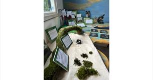 Isle of Wight, things to do, National Trust Visitor Centre, Newtown, Moss on display