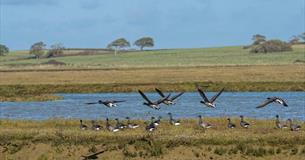 Birds at Newtown National Nature Reserve, Isle of Wight, birdwatching, wildlife, guided walk, Winter event, what's on