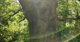 Oak tree, trees of life series gong and sound baths, health & wellbeing, Isle of Wight, wellness event, what's on, Echo Me Sound Therapy
