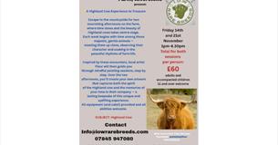 Paint your Own Highland Cow