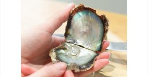 Isle of Wight, February Half Term, Pick a Pearl, Oyster with pearl inside