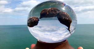 Isle of Wight, Things to Do, National Poo Museum, Poo in resin crystal ball