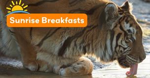 Isle of Wight, Things do to, Sunrise Breakfasts at Wildheart Animal Sanctuary, Sandown, Tiger Drinking