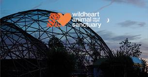 Isle of Wight, Wildheart Animal Sanctuary, Things to do, Events, Twilight Safaris