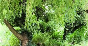 Willow tree, trees of life series gong and sound baths, health and wellbeing, Isle of Wight, wellness event, what's on, Echo Me Sound Therapy
