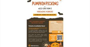 Isle of Wight, Things to do, Pumpkin Picking, Halloween, Wild Oak Farms
