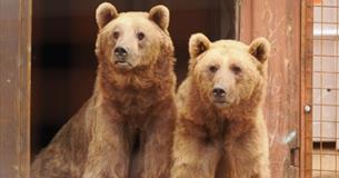 Two bears at Wildheart Animal Sanctuary, Sandown, Things to Do