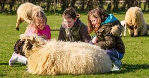 Children sitting with a sheep at Isle of Wight Rare Breeds CIC, animals, children activities, attraction, family, nature