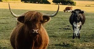 Highland cows in a field at Isle of Wight Rare Breeds CIC, farm evening event, what's on