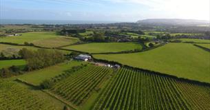 Isle of Wight, Attraction, Adgestone Vineyard, Ariel View of Vineyard