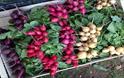 Image of freshly pulled radish of different colours, Living Larder, Local Produce, Ventnor, Isle of Wight