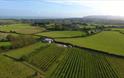 Isle of Wight, Attraction, Adgestone Vineyard, Ariel View of Vineyard