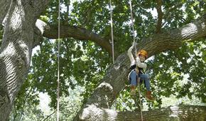 Goodleaf Tree Climbing - RYDE - Visit Isle Of Wight