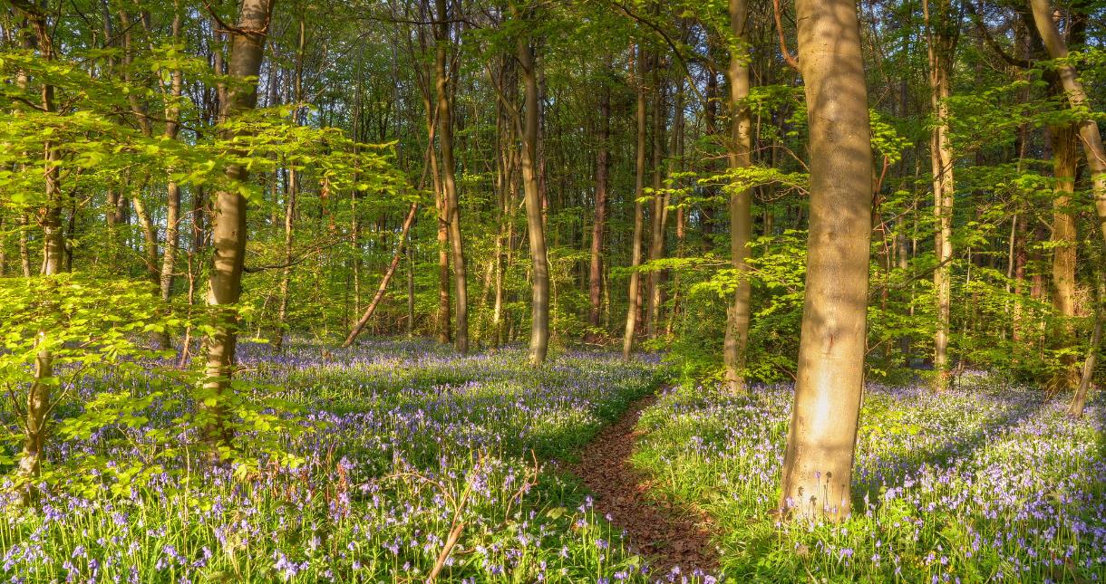 Forest on the Isle of Wight