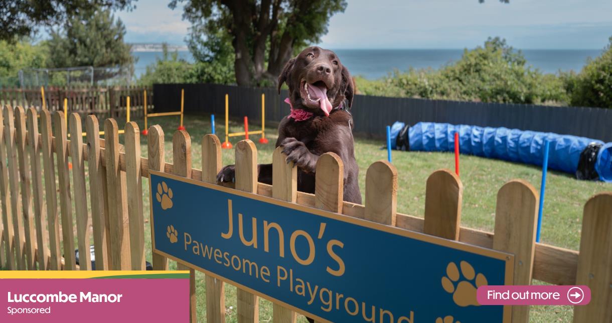 Dog leaping up at the fence within Juno's Pawsome Playground at Luccombe Manor on the Isle of Wight
