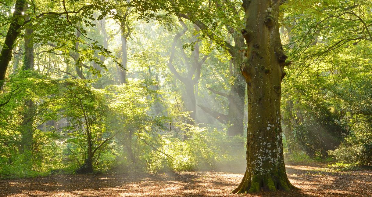 Forest on the Isle of Wight