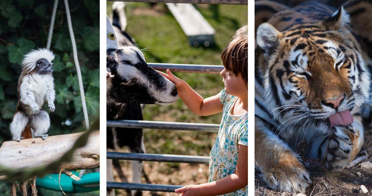 Variety of animals on the Isle of Wight