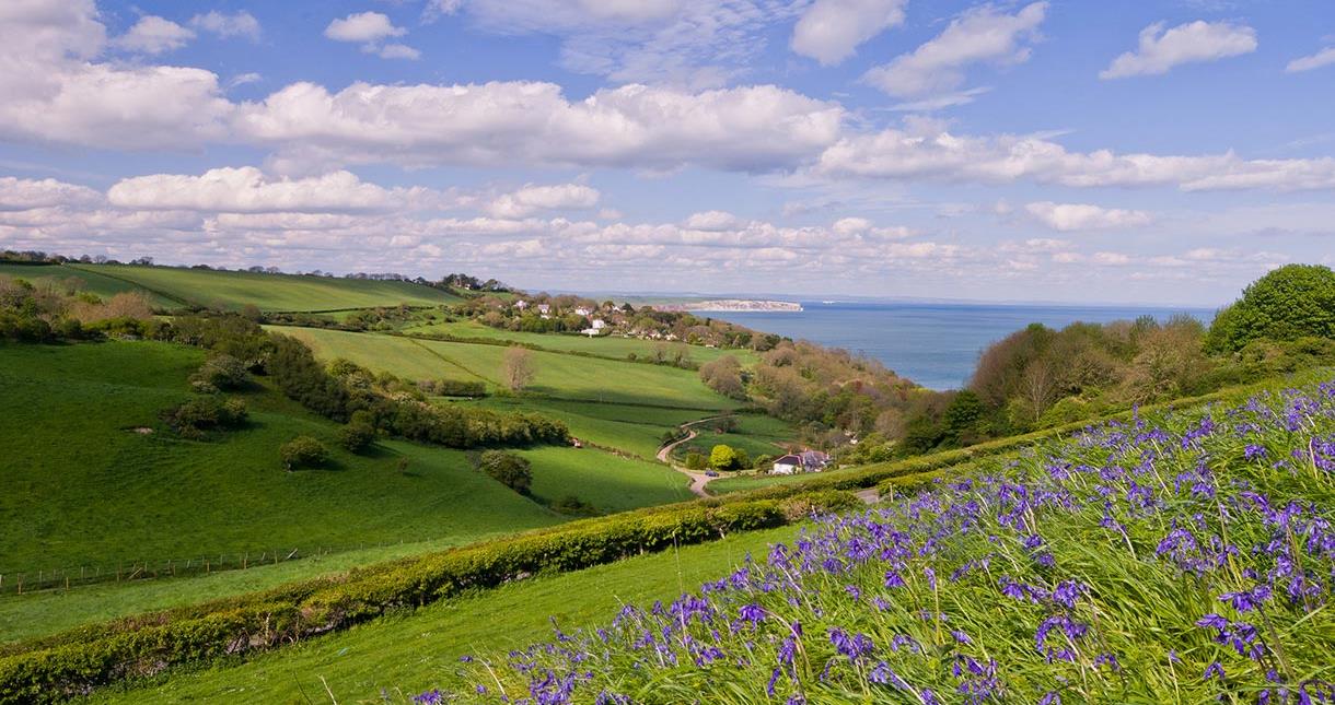 Bird Watching On Isle Of Wight Visitisleofwight Co Uk