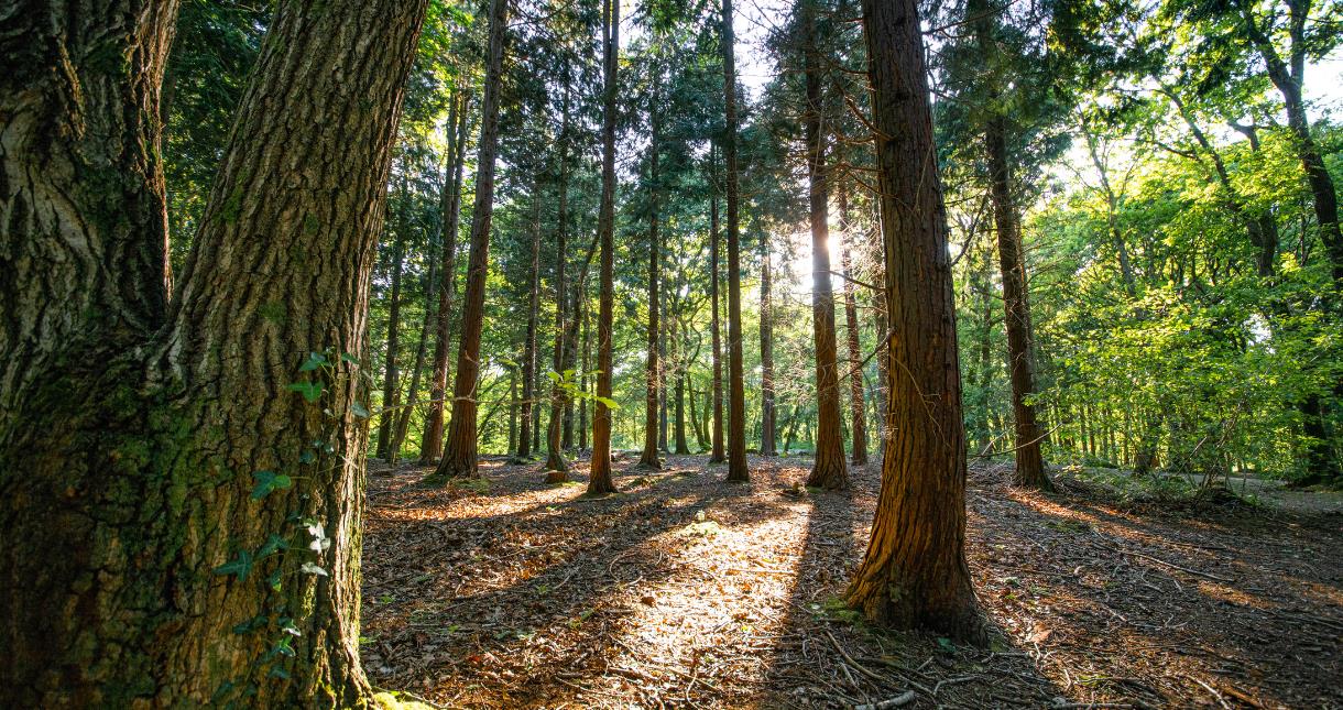 Forest on the Isle of Wight