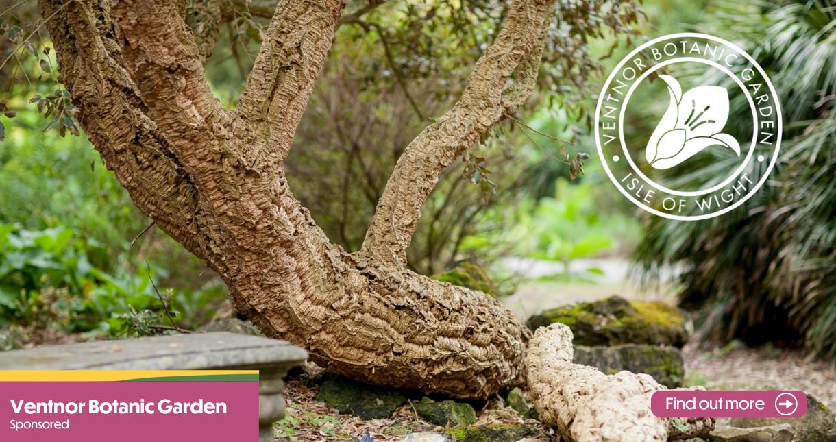 Cork Tree at Ventnor Botanic Garden on the Isle of Wight