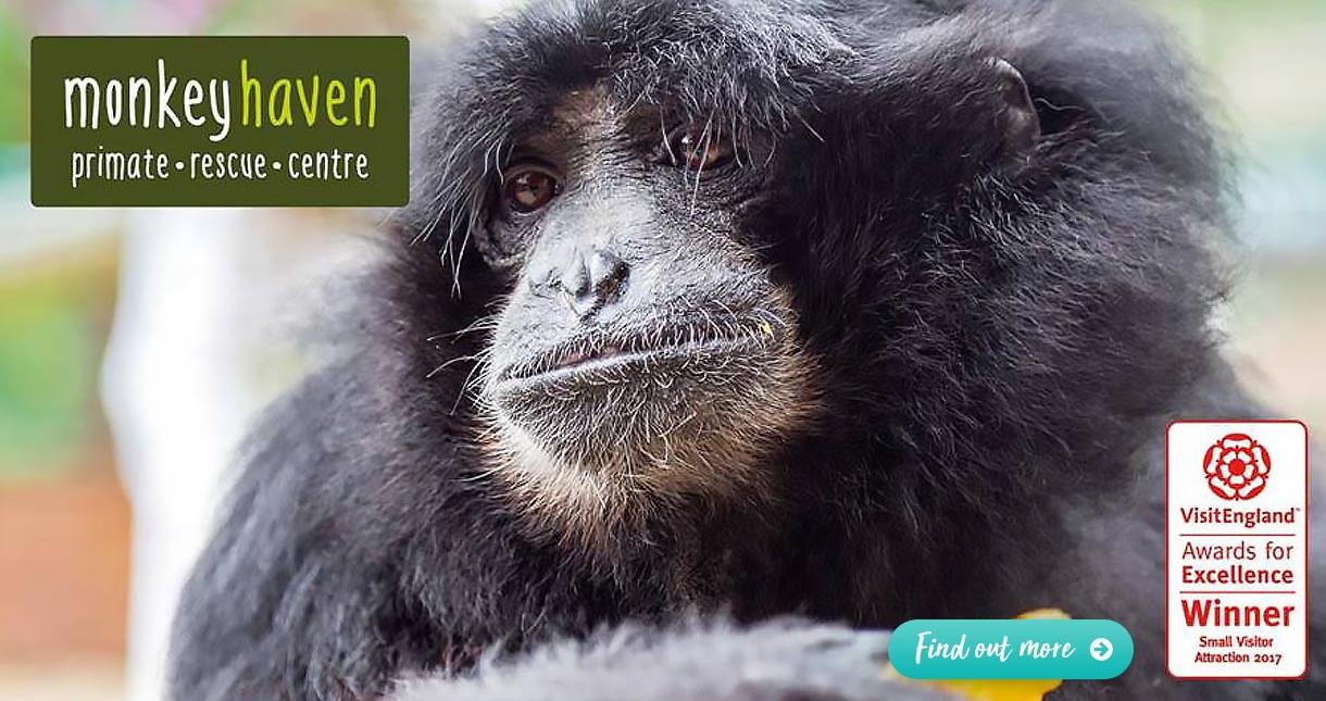 Monkey Haven