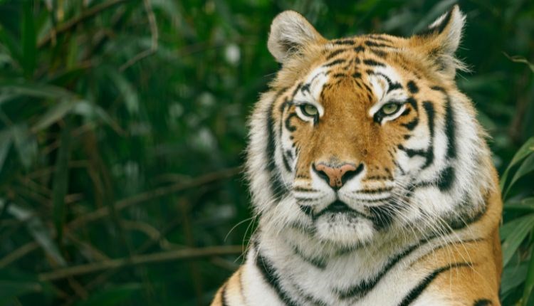 Tiger at Wildheart Animal Sanctuary, Attraction, Sandown, Isle of Wight