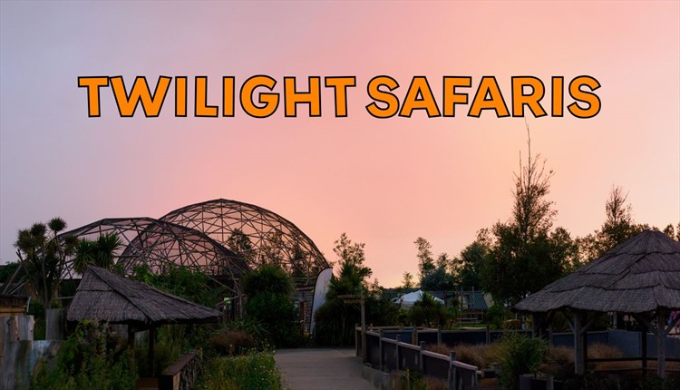 Twilight Safaris