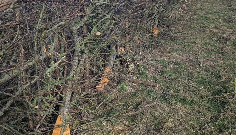 Wight Nature Fund Hedgelaying Competition