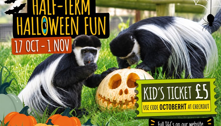 Halloween half term at Monkey haven, Isle of Wight, animal experiences, October half term
