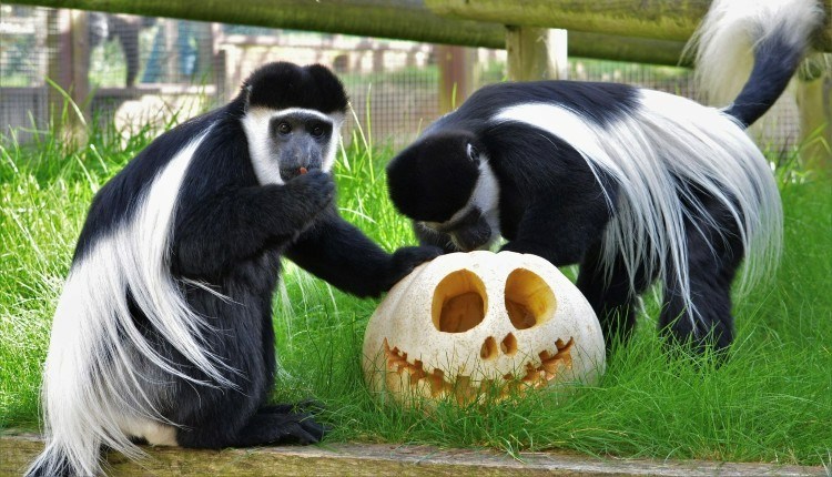 Monkey's playing with a pumpkin at Monkey Haven, October half term Halloween event, what's on, Isle of Wight