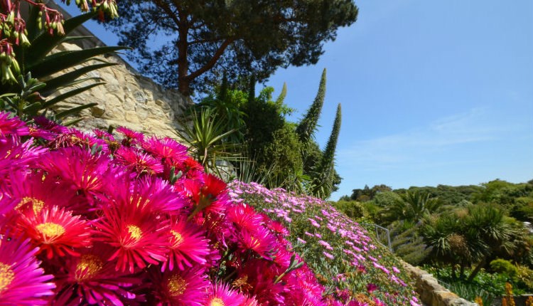 gardens to visit on the isle of wight