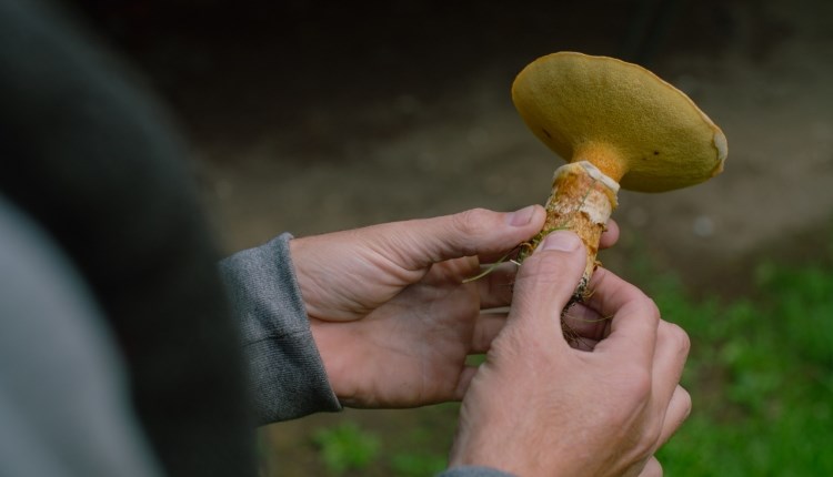Isle of Wight, things to do, Autumn Foraging Walk, Borthwood Copse, Picture of freshly picked mushroom