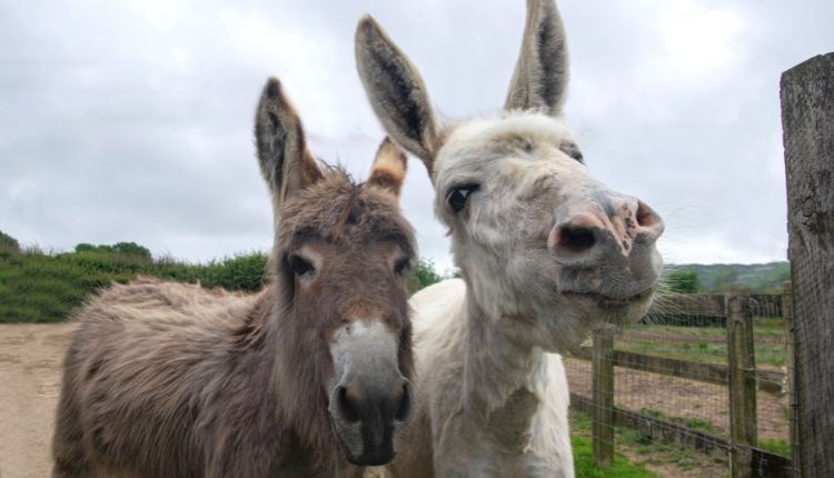 Two donkeys in the paddock at Isle of Wight Donkey Sanctuary, attraction, Wroxall