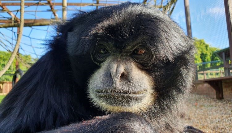 Bog the Siamang at Monkey Haven, sanctuary, Isle of Wight, Things to Do