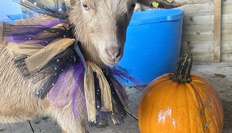 pumpkin carving at isle of wight rare breeds, children's events, halloween, October half term