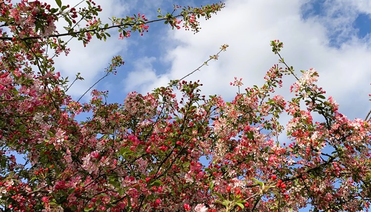 Crab Apple tree, trees of life series gong and sound baths, health & wellbeing, Isle of Wight, wellness event, what's on, Echo Me Sound Therapy